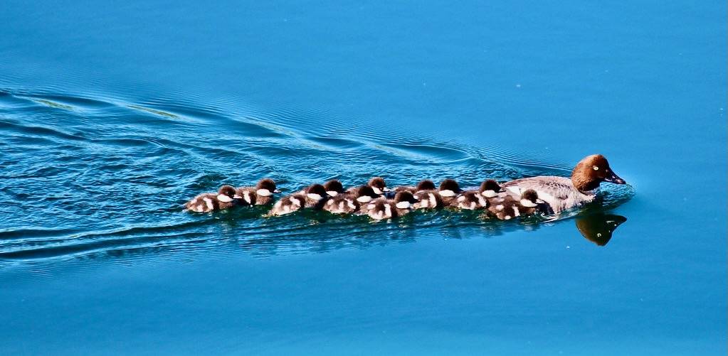 New kids on the block: Common Goldeneye and her ducklings. by Peggy2012CREATIVELENZ is licensed under CC BY 2.0
